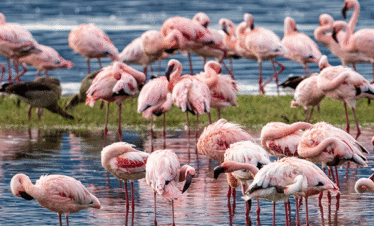 Ngorongoro Crater day tour