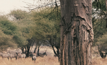 Tarangire day trip